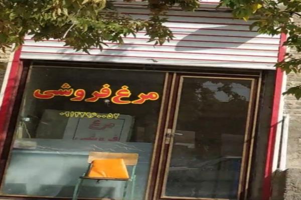 تصویرمرغ فروشی 