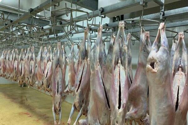 اولین محموله گوشت گرم گوسفندی از کنیا به ایران ارسال شد تصویر خبر